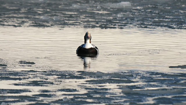 Harelde kakawi - ML644746141