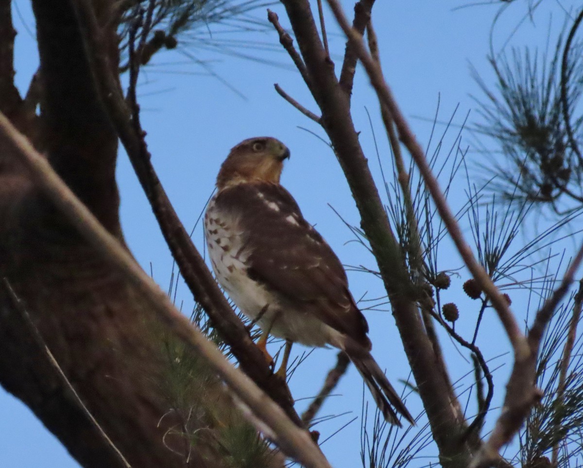 Cooper's Hawk - ML644746146