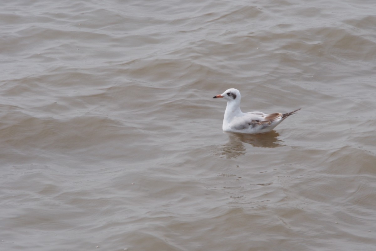 Gaviota Centroasiática - ML644746196