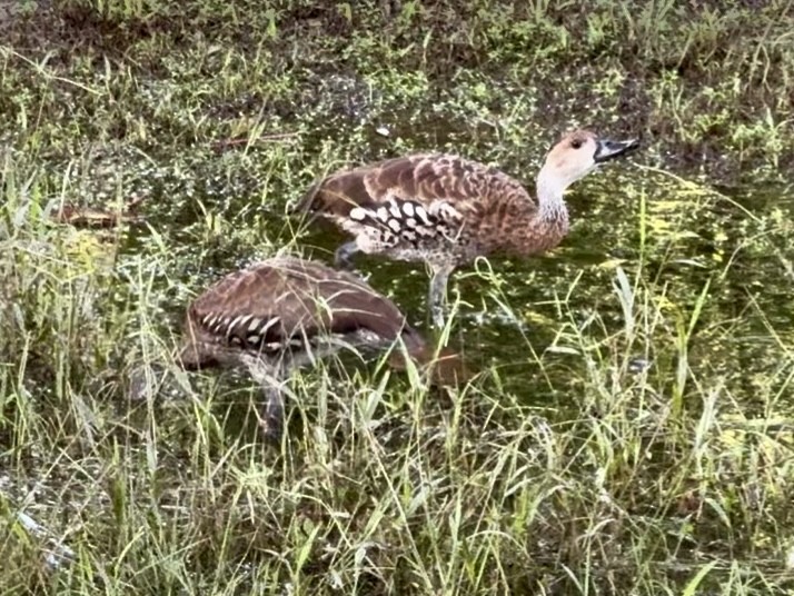 Suirirí Yaguaza - ML644746207