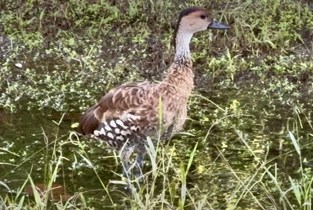 Suirirí Yaguaza - ML644746208