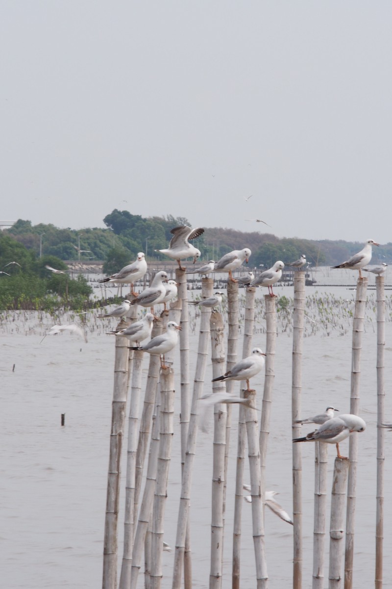 Gaviota Centroasiática - ML644746209
