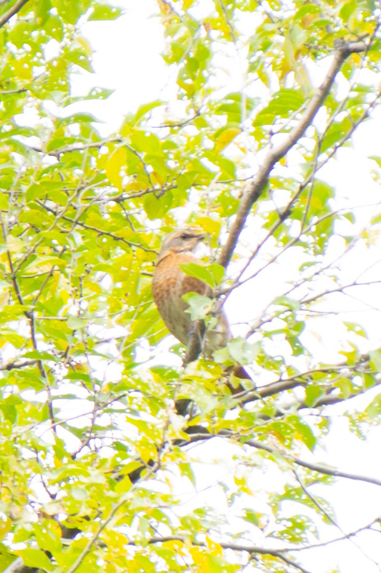 Naumann's Thrush - ML644746220