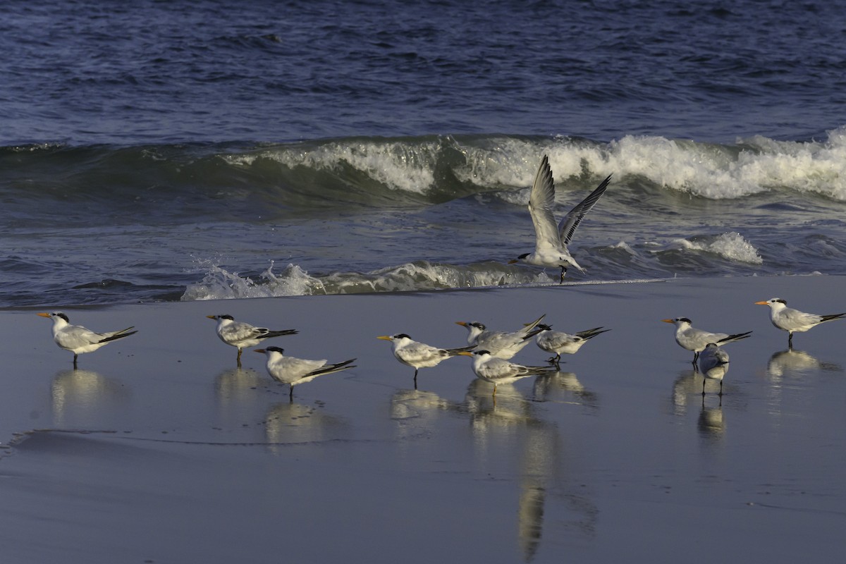 Royal Tern - ML644746229