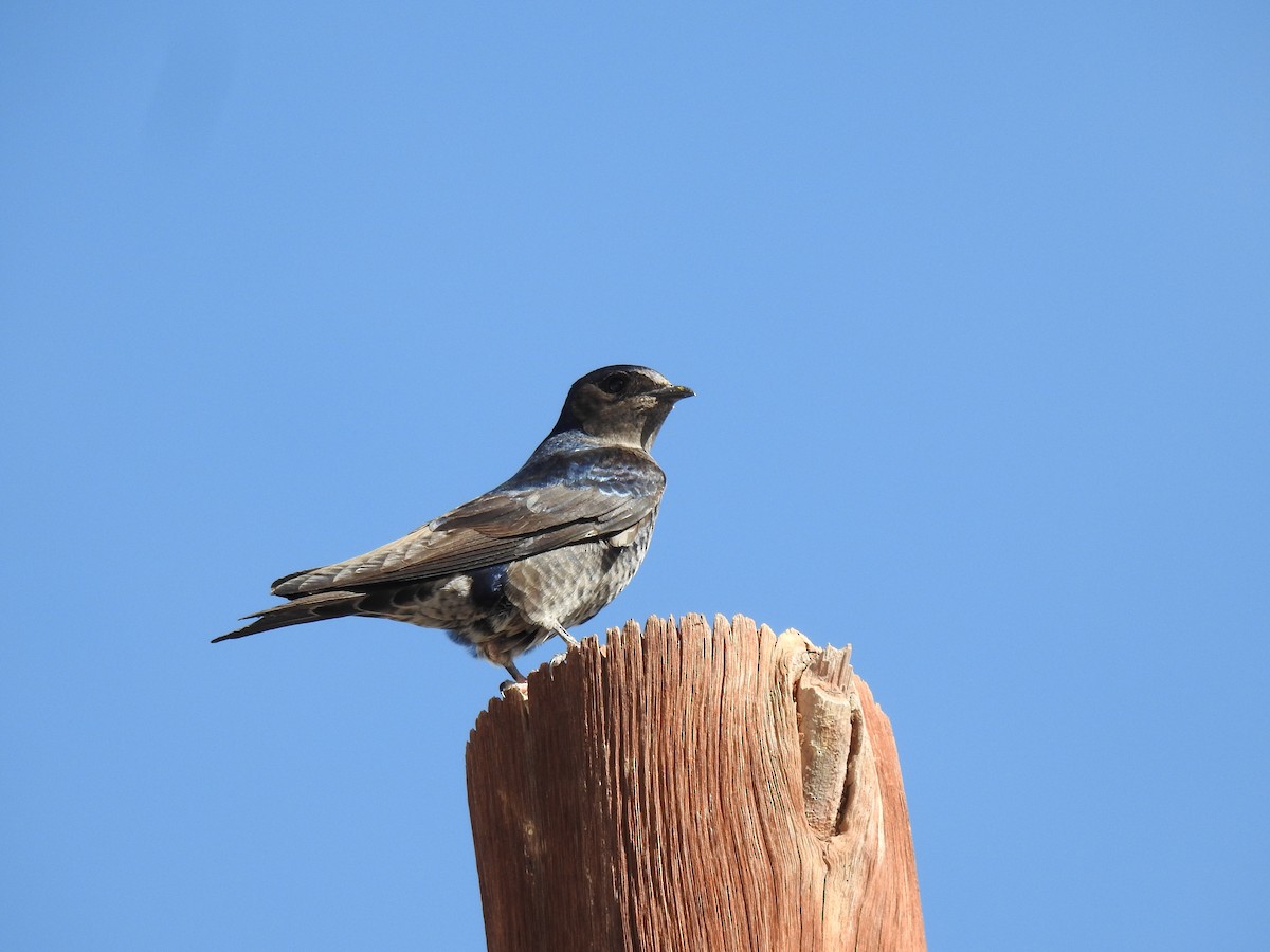 Blauschwalbe - ML644746245