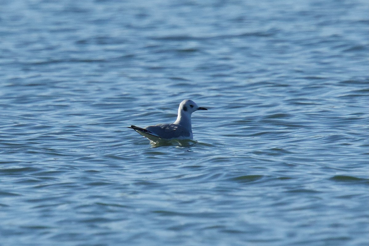 Bonaparte's Gull - ML644746257