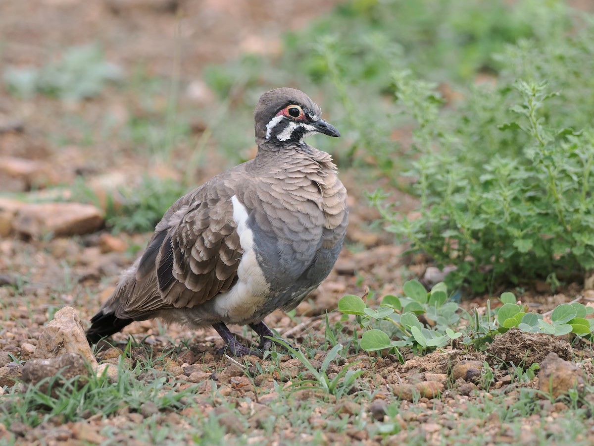 Squatter Pigeon - ML644746261