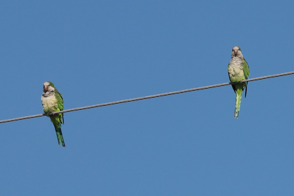 Калита сіроволий - ML644746276