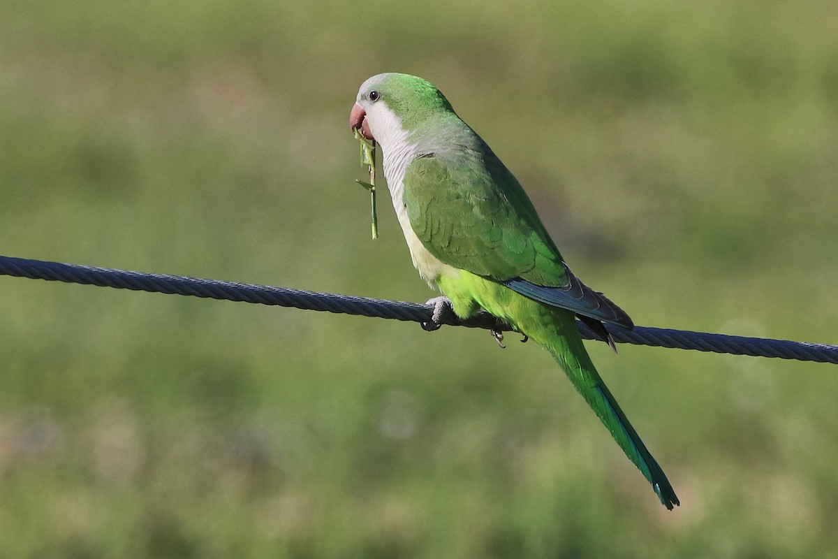 Калита сіроволий - ML644746277