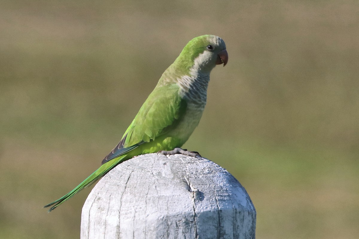 Калита сіроволий - ML644746278