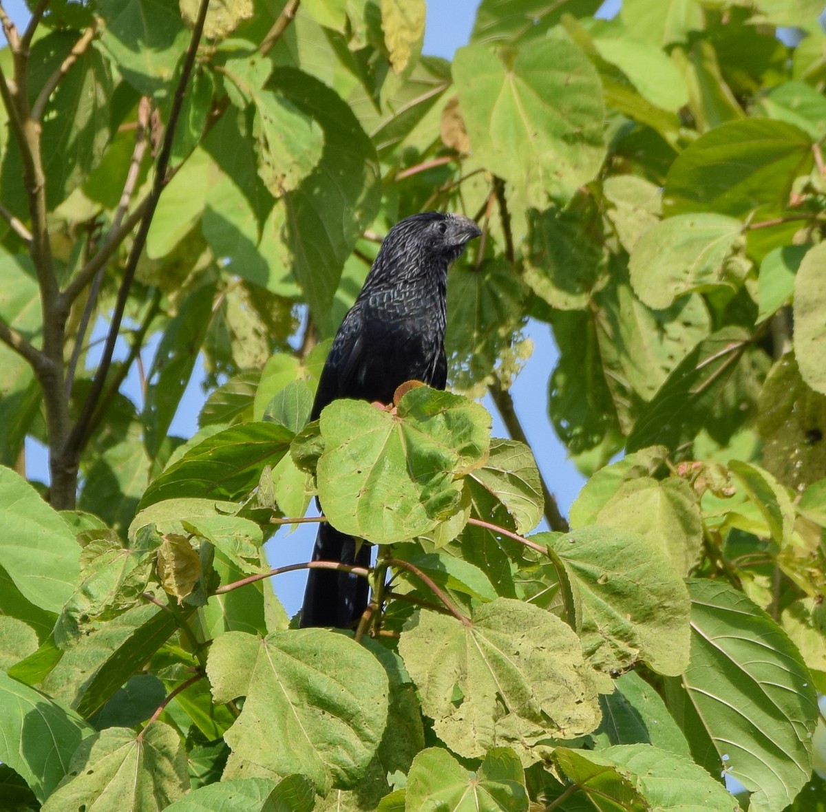 ミゾハシカッコウ - ML644746282