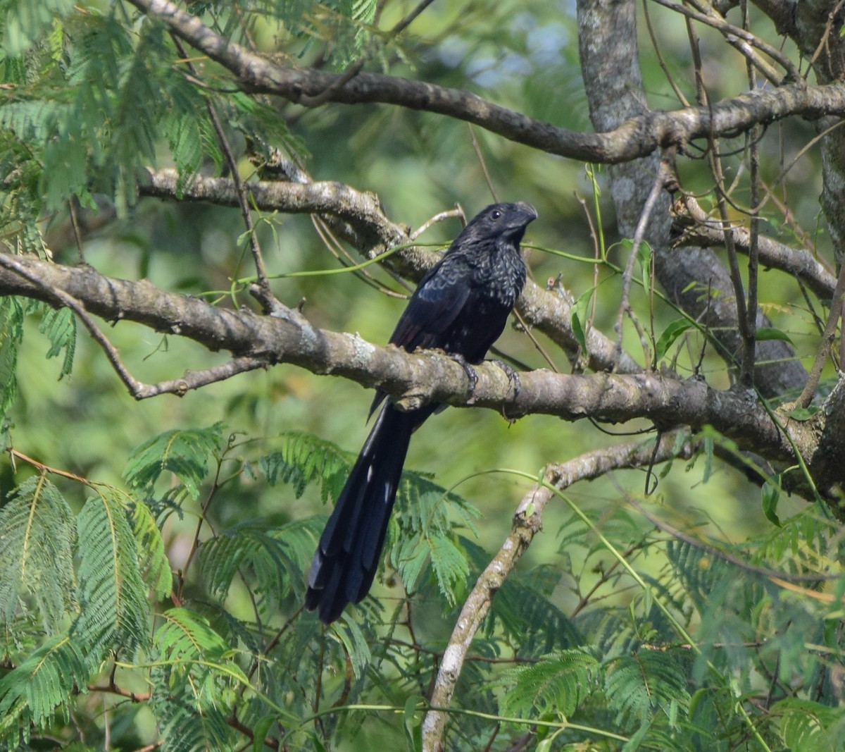 ミゾハシカッコウ - ML644746283