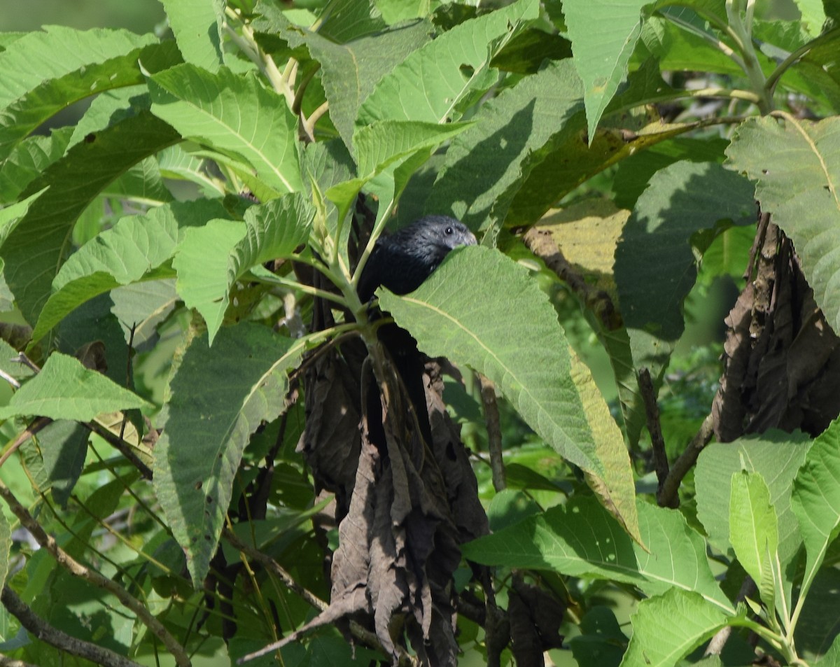 ミゾハシカッコウ - ML644746284