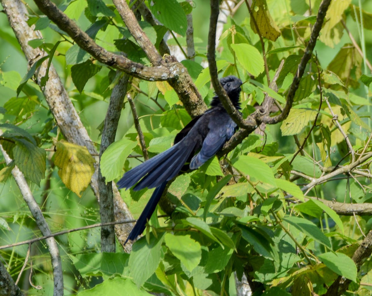 ミゾハシカッコウ - ML644746285