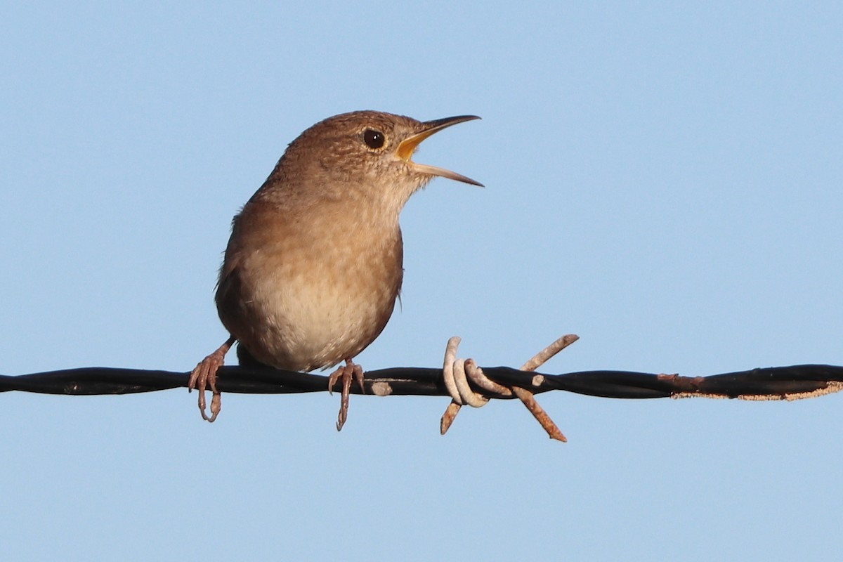 Northern House Wren - ML644746294