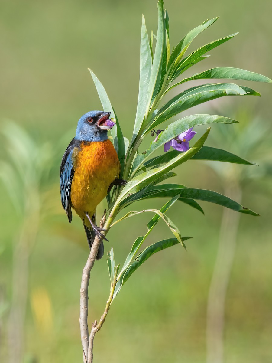 Blue-and-yellow Tanager - ML644746295