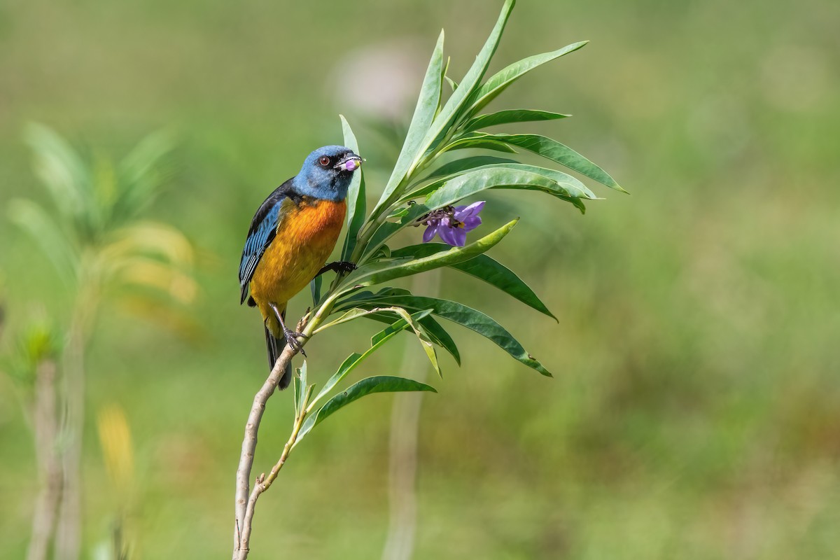 Blue-and-yellow Tanager - ML644746296