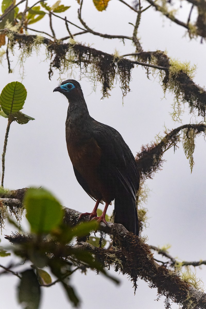 Sickle-winged Guan - ML644746297