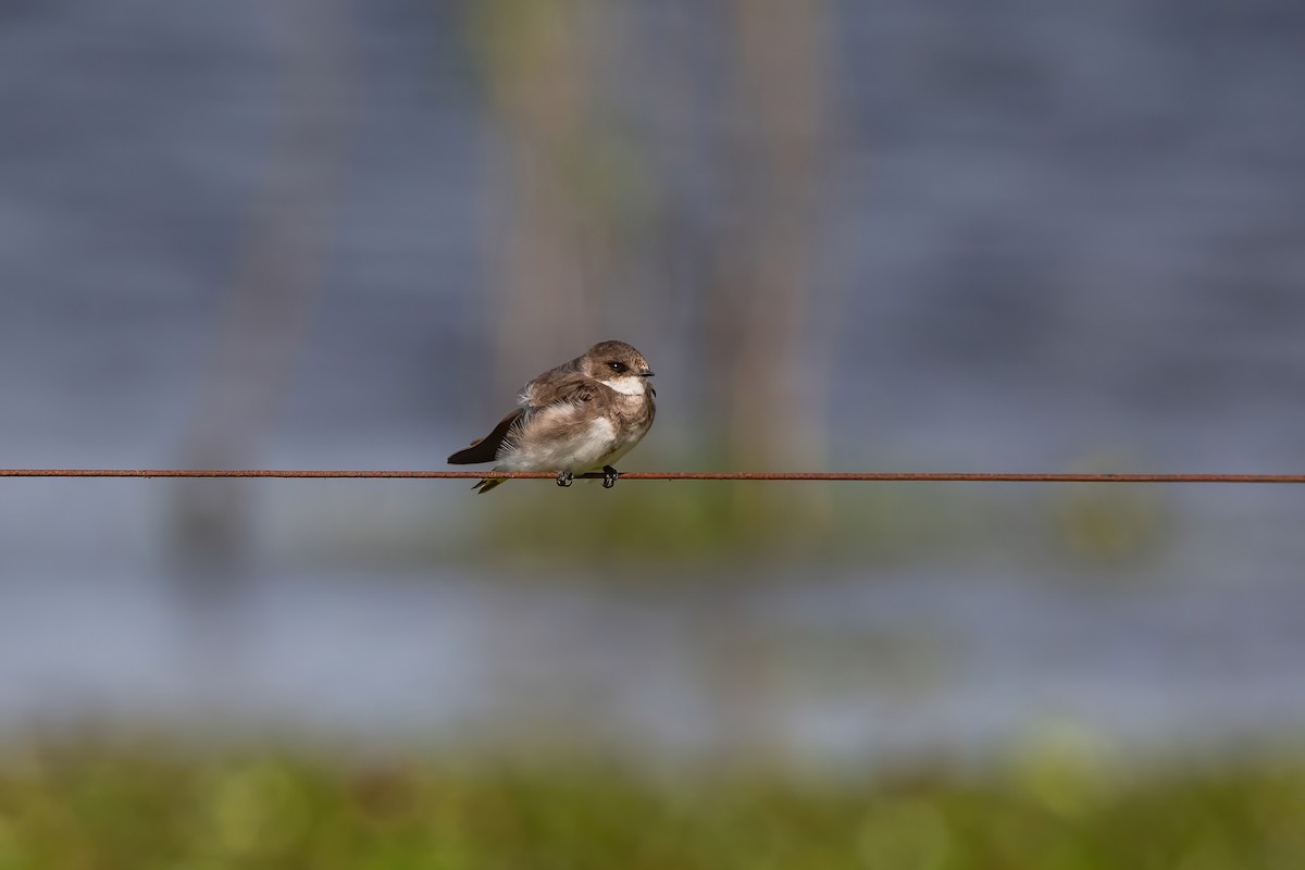 Bank Swallow - ML644746303