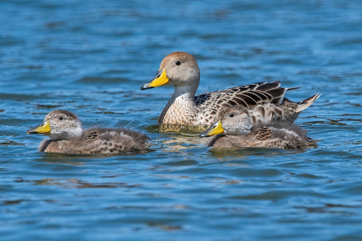 Шилохвіст жовтодзьобий - ML644746304