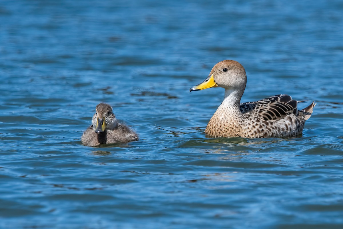 Шилохвіст жовтодзьобий - ML644746305