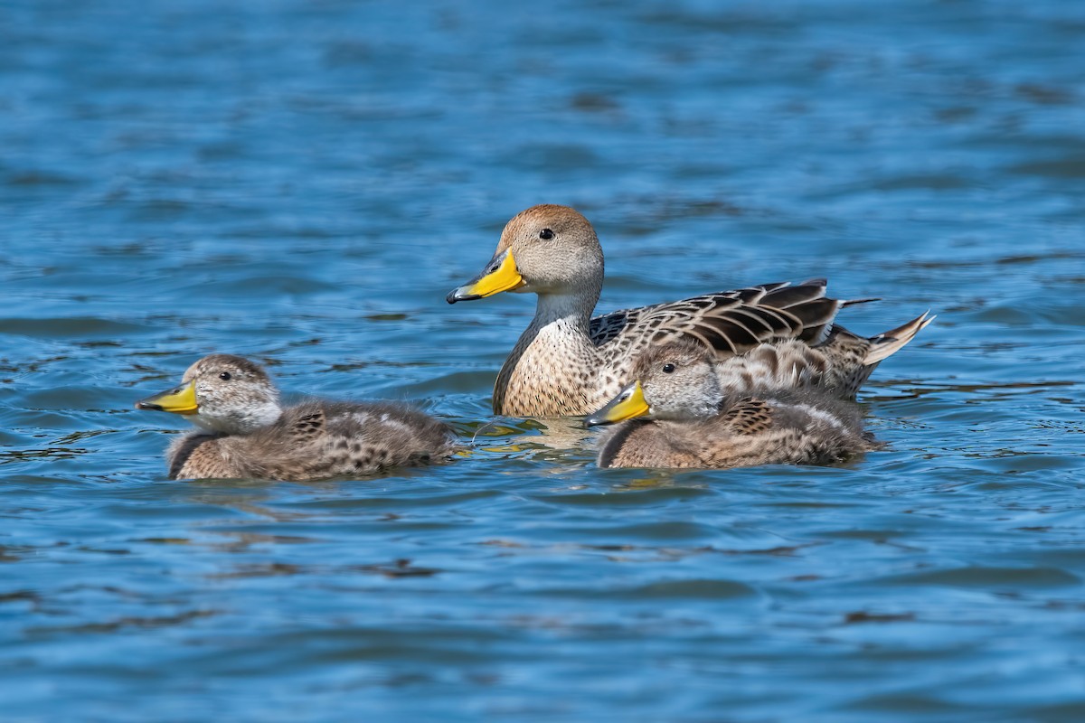 Шилохвіст жовтодзьобий - ML644746306