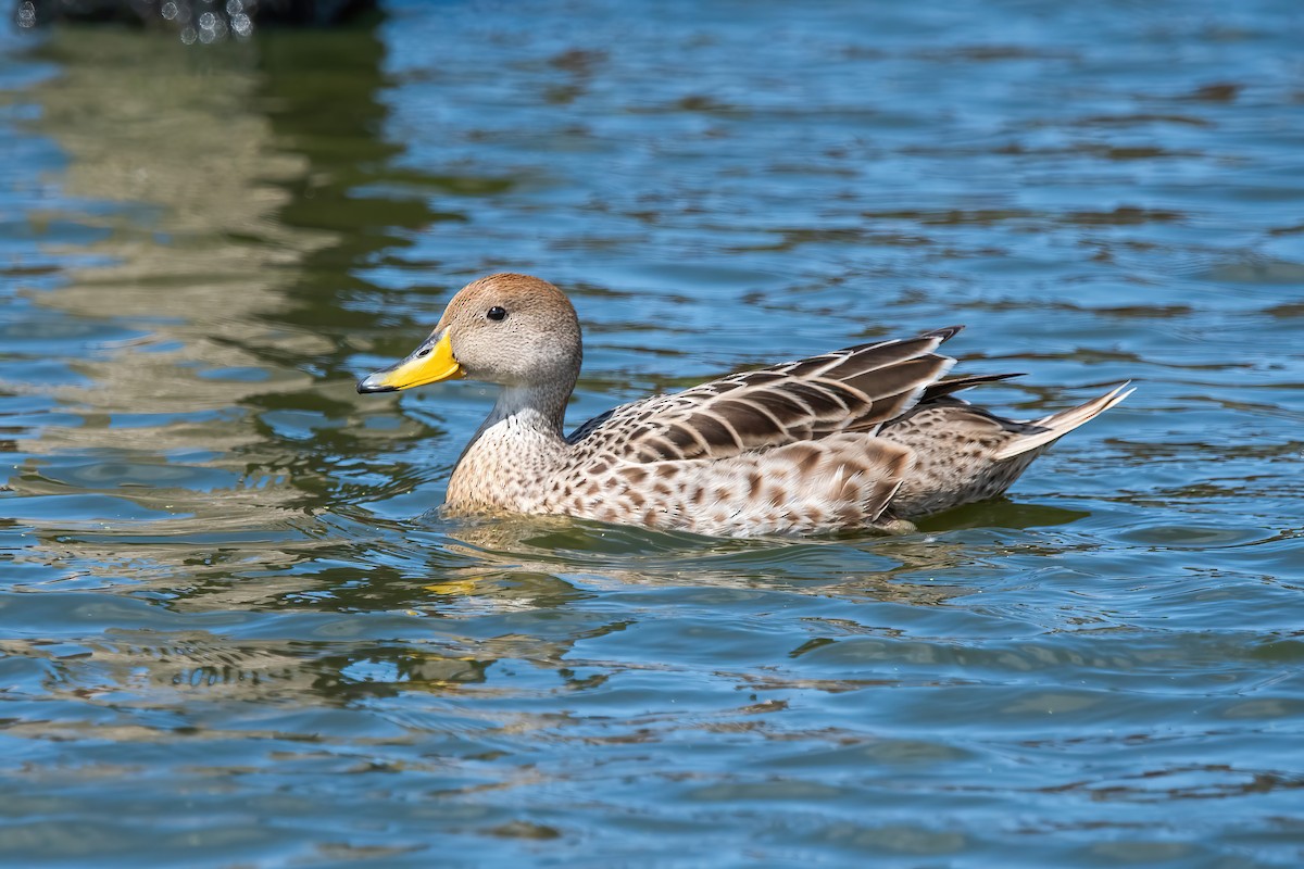 Шилохвіст жовтодзьобий - ML644746307