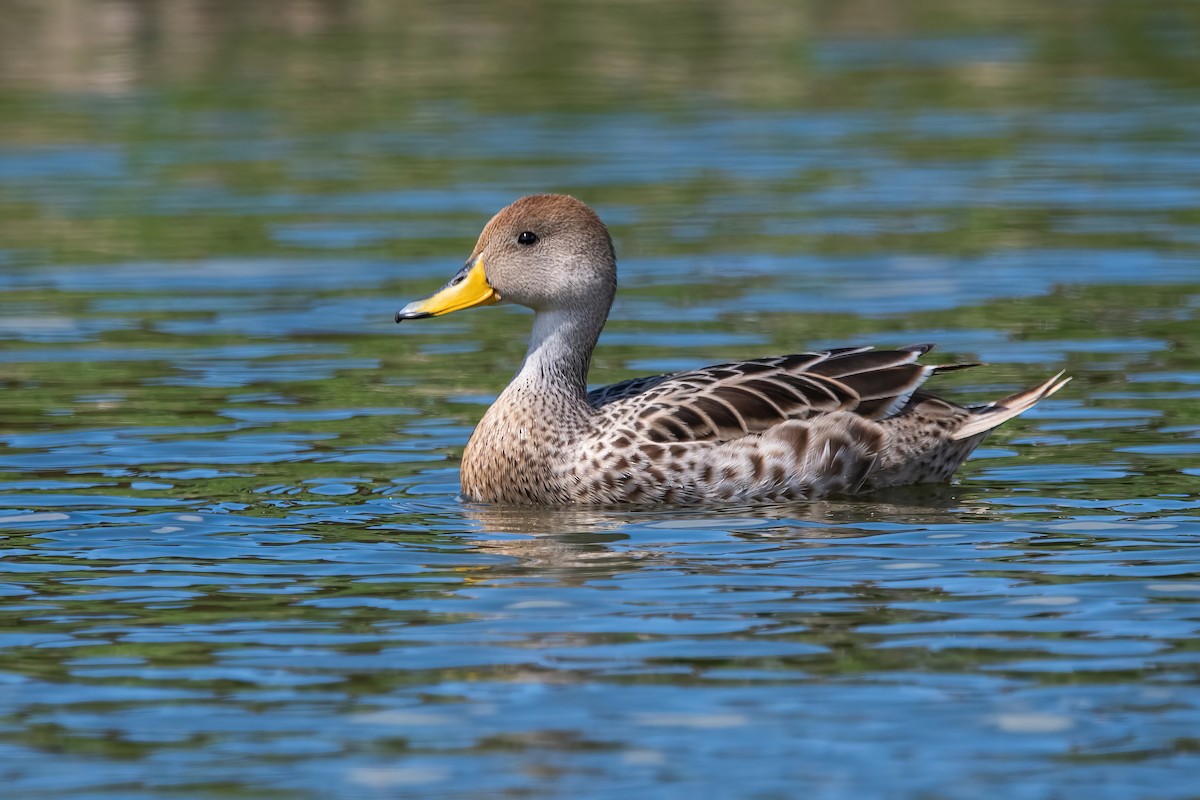 Шилохвіст жовтодзьобий - ML644746308