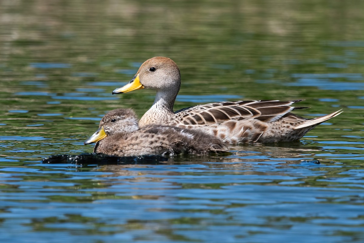 Шилохвіст жовтодзьобий - ML644746309
