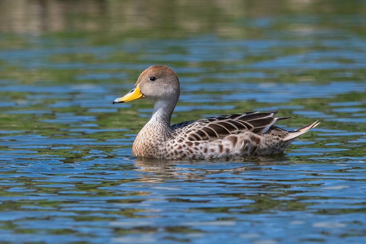 Шилохвіст жовтодзьобий - ML644746310