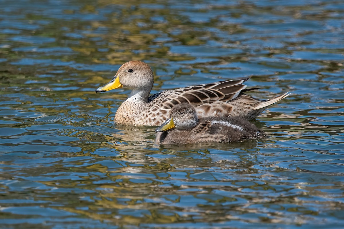 Шилохвіст жовтодзьобий - ML644746311
