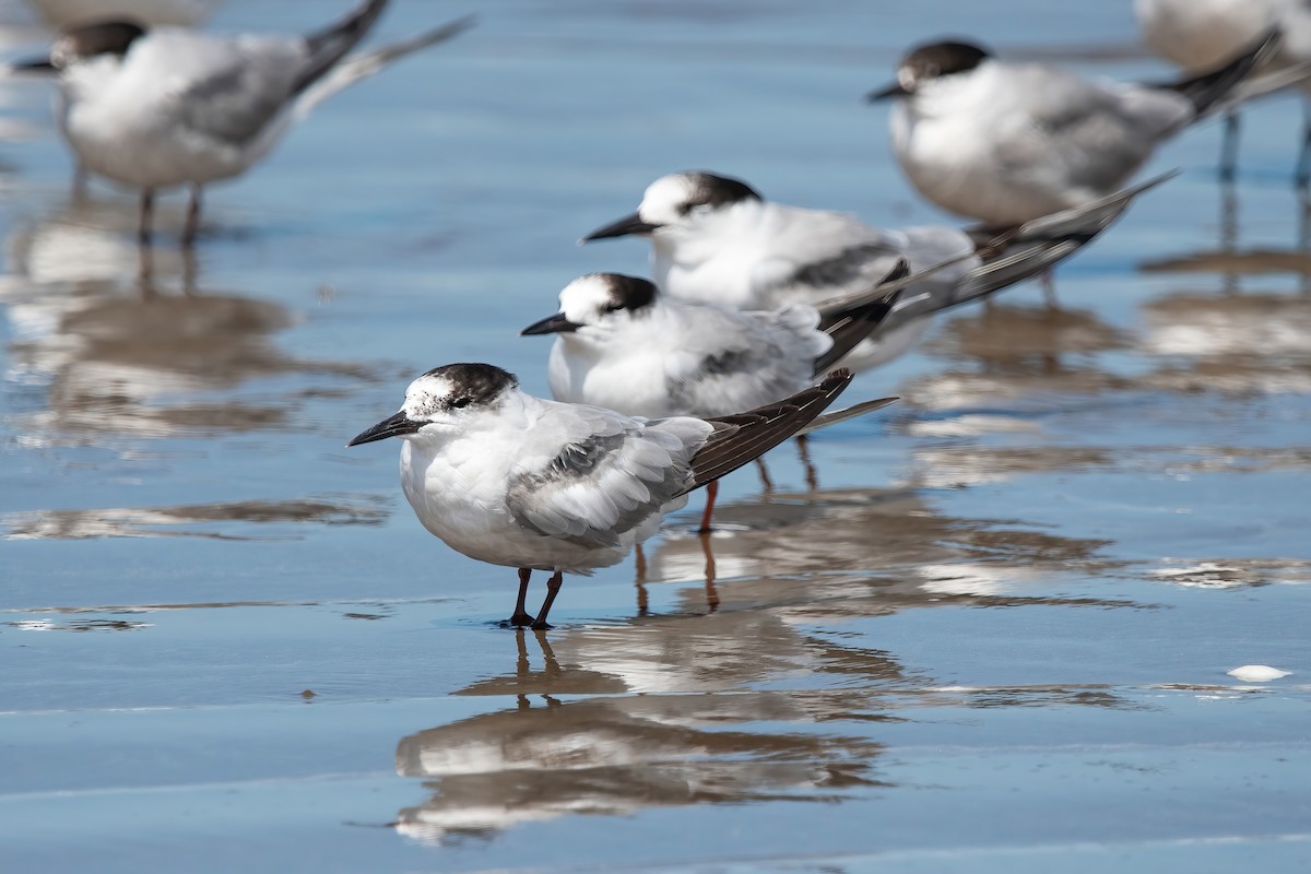 燕鷗 - ML644746352