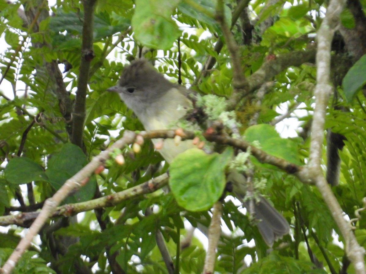 Yellow-bellied Elaenia - ML644746370