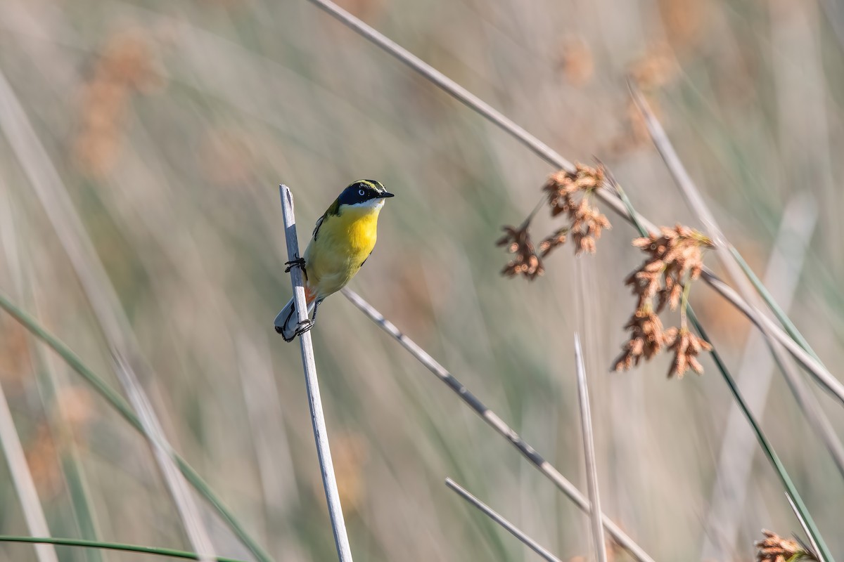 Many-colored Rush Tyrant - ML644746406