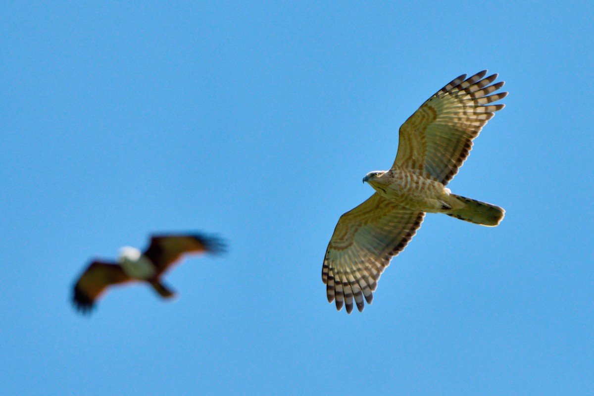 brunbaza - ML644746407