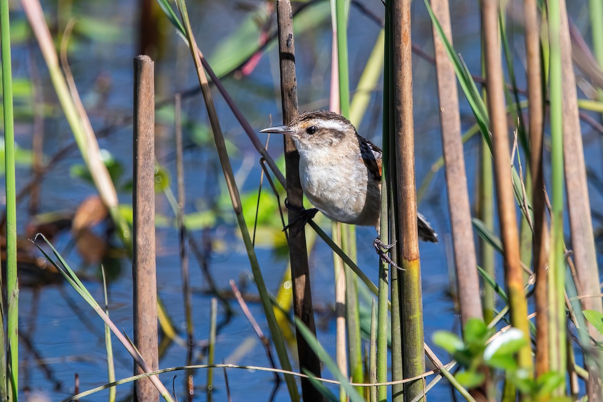 Wren-like Rushbird - ML644746408