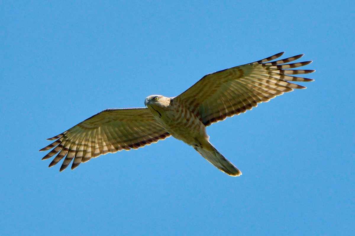 brunbaza - ML644746409