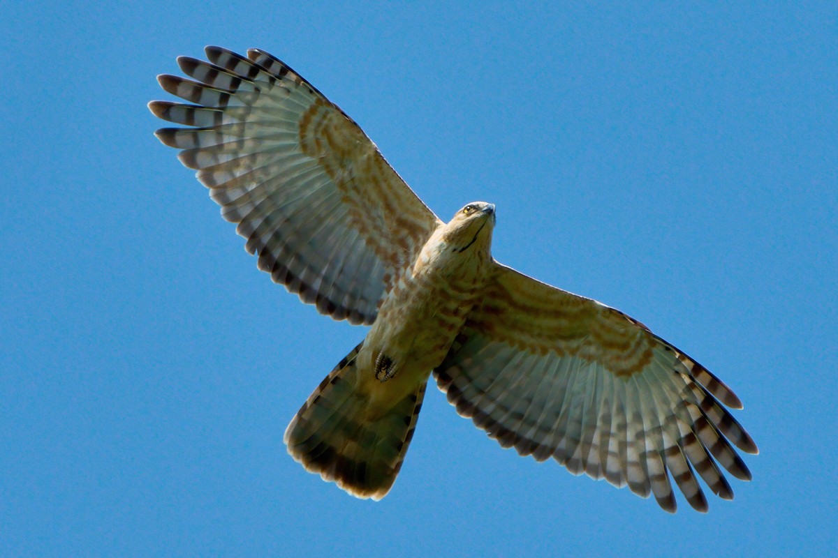 brunbaza - ML644746410