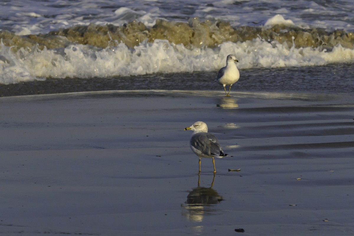 Gavina americana - ML644746413