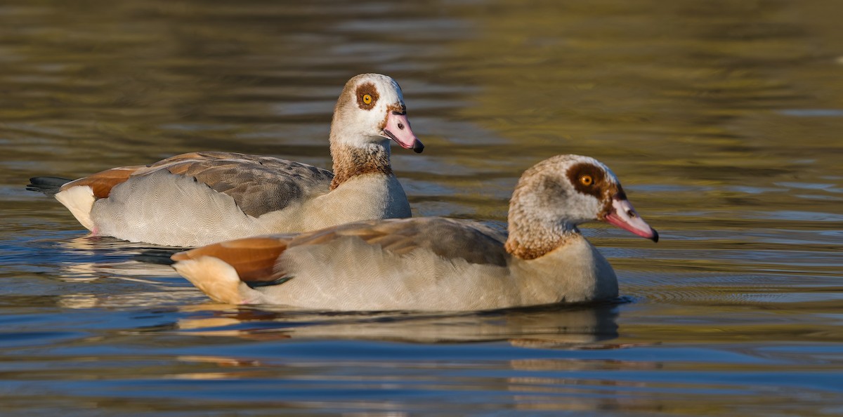 Egyptian Goose - ML644746430