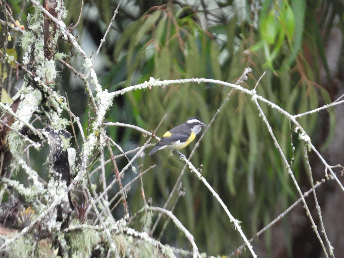 Bananaquit - ML644746434