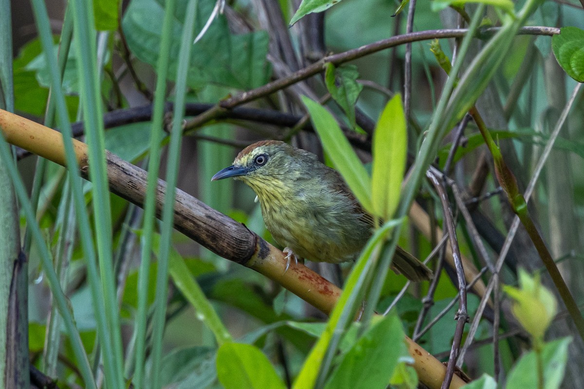 Strichelmeisentimalie - ML644746441