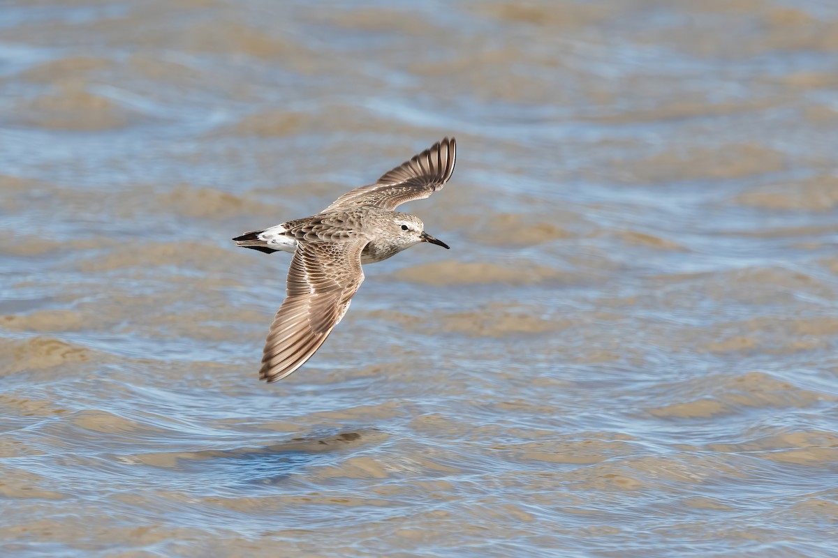 Weißbürzel-Strandläufer - ML644746443