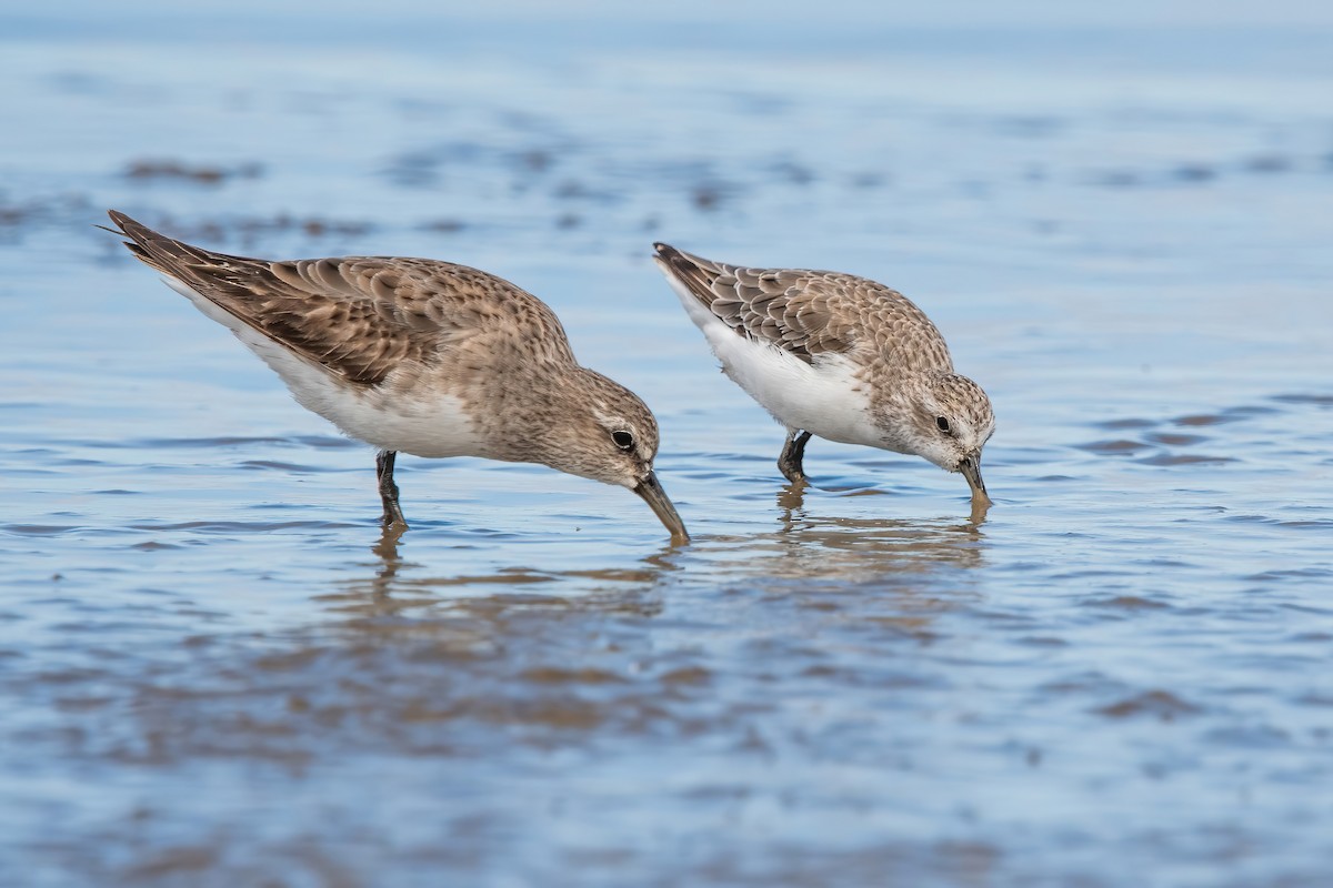 Weißbürzel-Strandläufer - ML644746444
