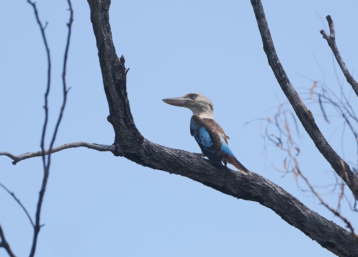 Blue-winged Kookaburra - ML644746445