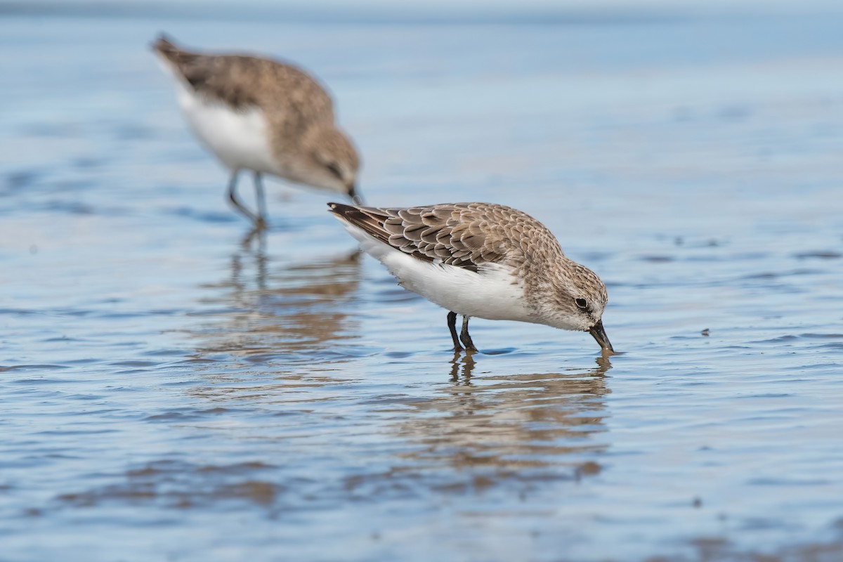 Semipalmated Sandpiper - ML644746453