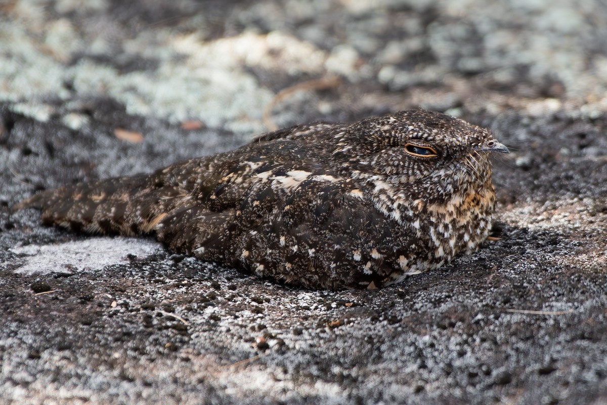 Pygmy Nightjar - ML644746457