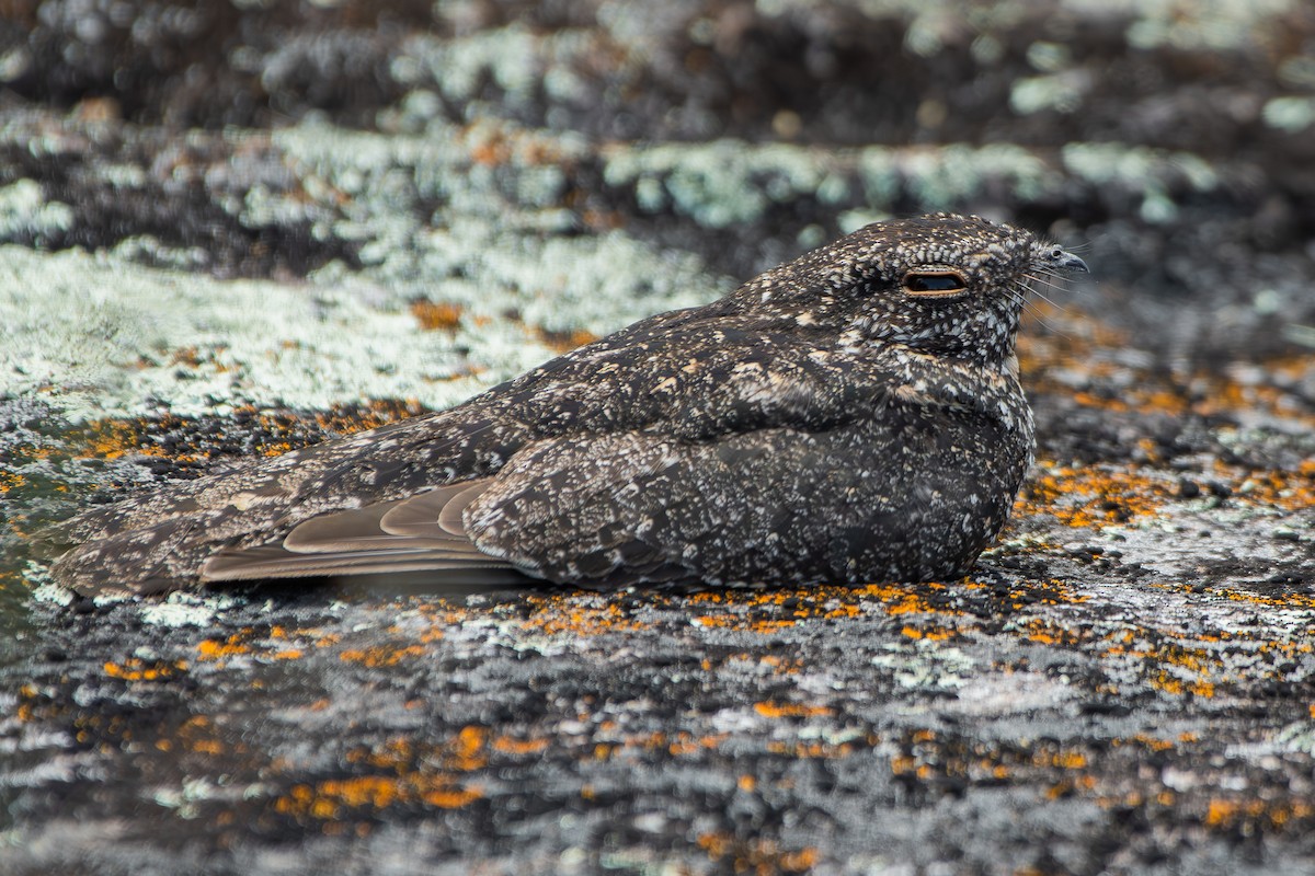 Pygmy Nightjar - ML644746458
