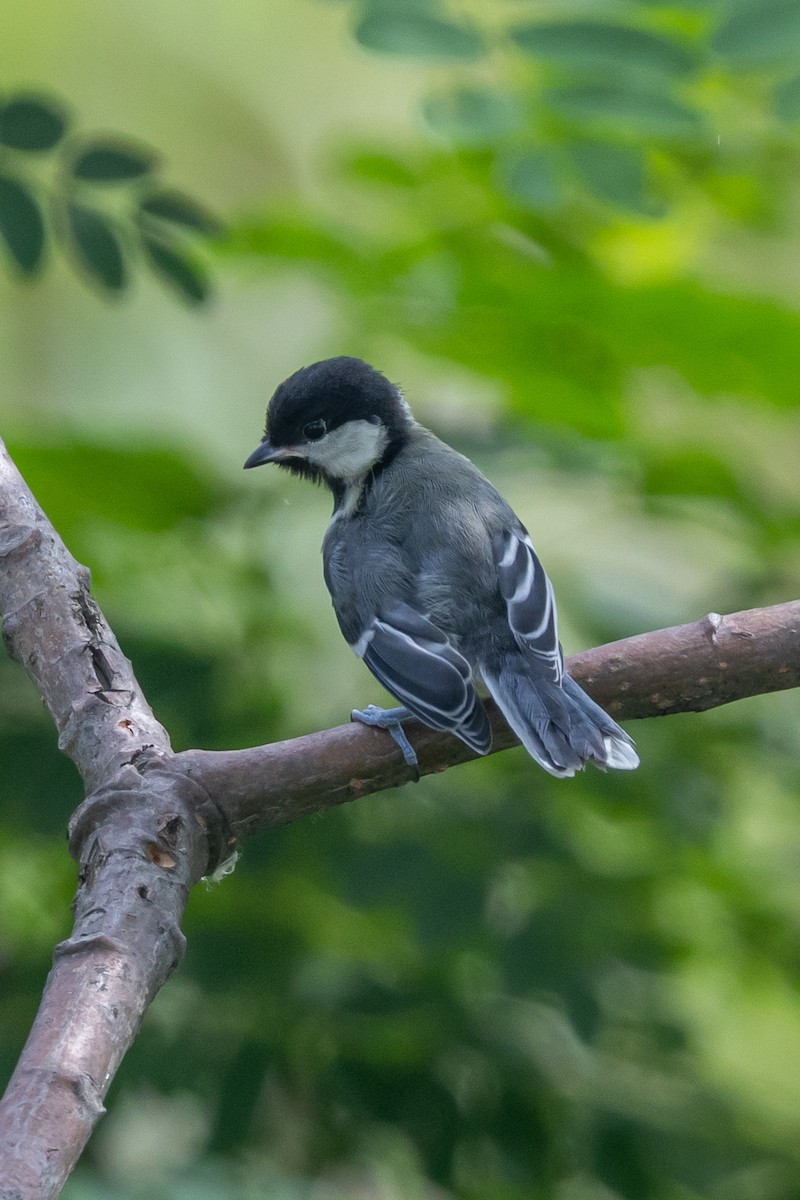gråkjøttmeis (cinereus gr.) - ML644746464