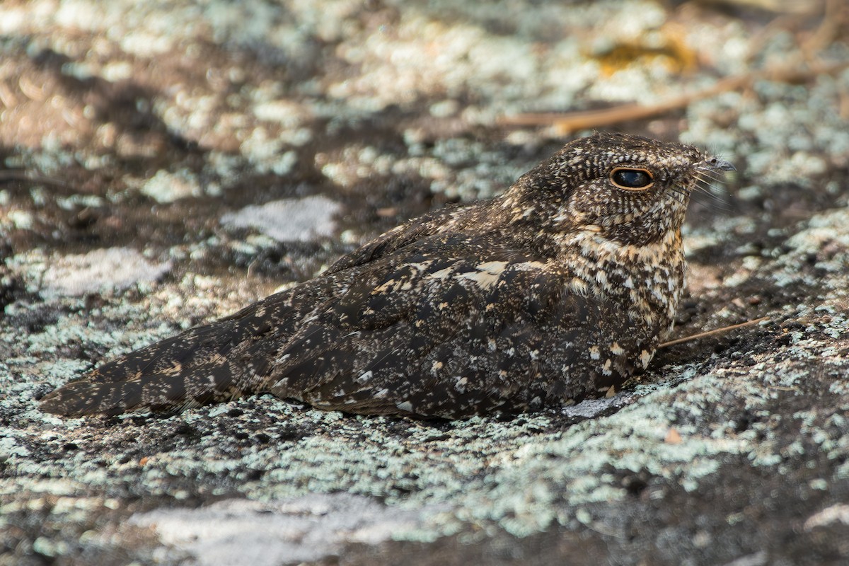 Pygmy Nightjar - ML644746466